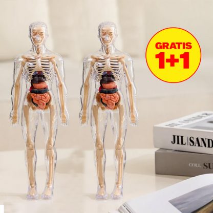 Corpul uman - un corp pentru învățarea anatomiei 1+1 GRATIS